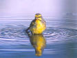 Canary in Water